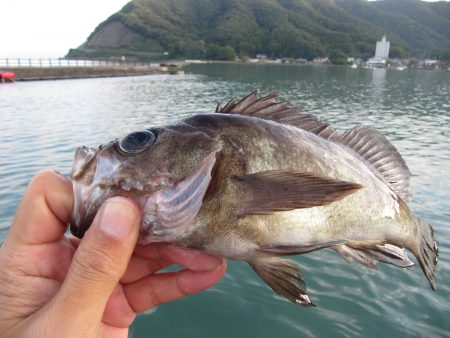 夜釣りから朝マズメ釣行　寒いのから暖かいの…